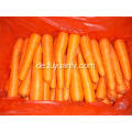 Shandong Carrot neue Ernte